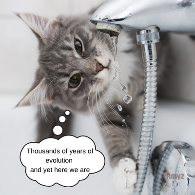 Is your cat getting enough Hydration? Maybe not! Here's why.
