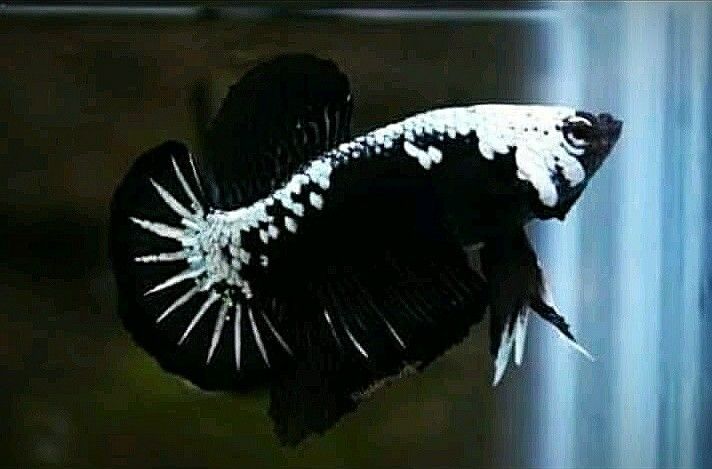 Male Black Samurai Betta (2) – Wags Whiskers Wings Pet Supplies